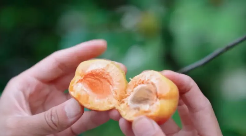 Turkish dried apricots bulk supplier
