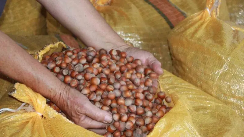 Turkish hazelnuts bulk supplier