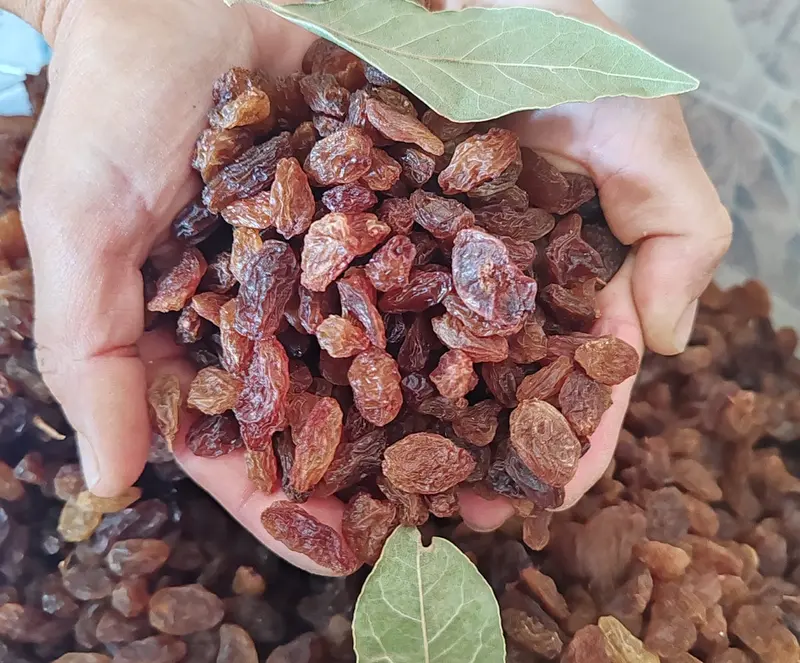 Turkish raisins and sultanas bulk supplier