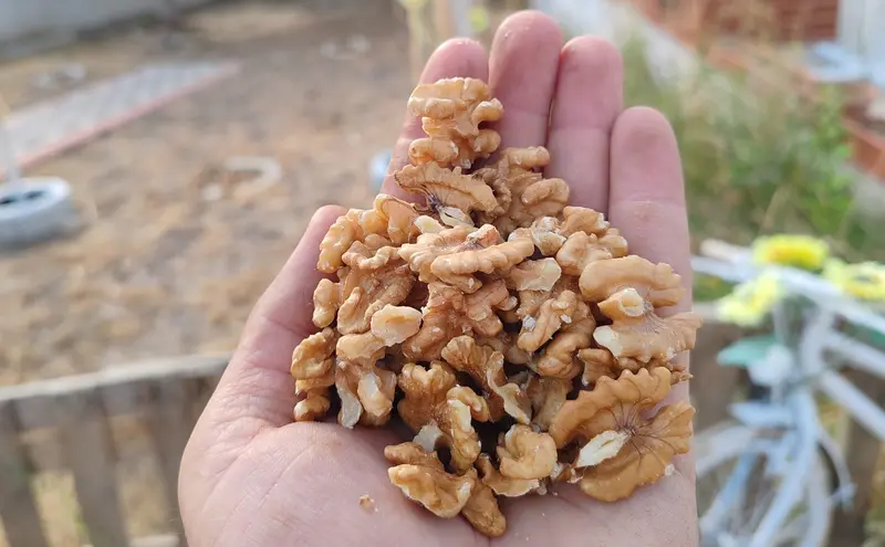 Bulk walnut kernels supplier